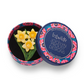 Erstwilder Jocelyn Proust Delightful Daffodils Brooch